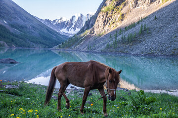 horse in the mountains