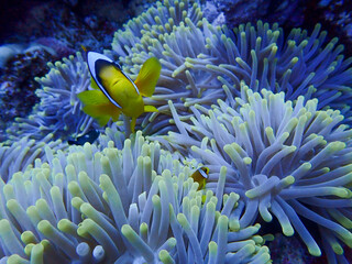 Fototapeta na wymiar Clown Fish hiding in his Anemone