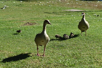 Couple of egiptian geese (Alopochen aegyptiaca 