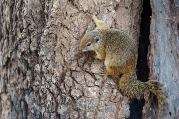 Tree squirrel (Paraxerus cepapi) searching for food in Kruger National Park in South Africa