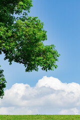 夏の草原と晴れた空と雲