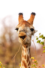 Funny portrait of a male giraffe (Giraffa camelopardalis)  eating a small watermelon in Kruger National Park in South Africa © henk bogaard
