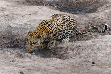 Leopard male drinking close to the Sand River in Sabi Sands Game Reserve in the Greater Kruger Region in South Africa           