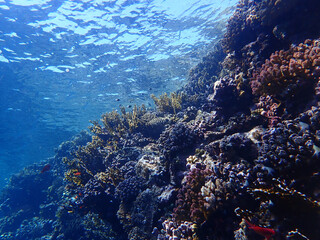 Fototapeta na wymiar Coral Reef in the Red Sea