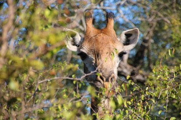 neugierige giraffe