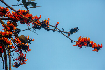 The red-orange Palash flower buds and leaves are hanging in the tree. Bees are extracting honey...