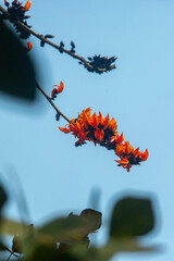 The red-orange Palash flower buds and leaves are hanging in the tree. Bees are extracting honey from red-orange Palash flowers.