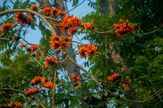 The red-orange Palash flowers have blossomed in the Palash tree. Orange flowers tree view in on midday against the sun.