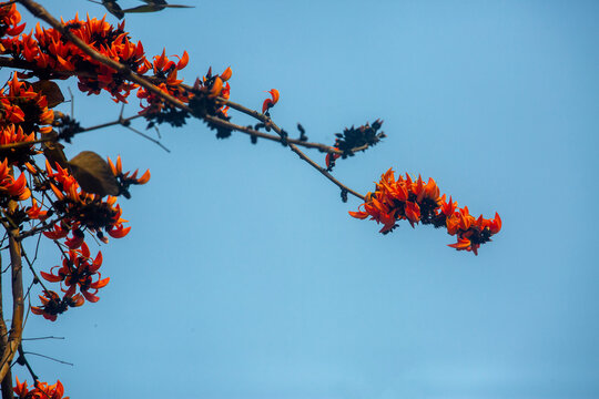 The red-orange Palash flower buds and leaves are hanging in the tree. Bees are extracting honey from red-orange Palash flowers.