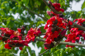 Beautiful fire-red flowers are blooming on the whole Red silk-cotton tree. Red flowers tree view in on midday against the sun.