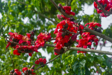 Obraz premium Beautiful fire-red flowers are blooming on the whole Red silk-cotton tree. Red flowers tree view in on midday against the sun.