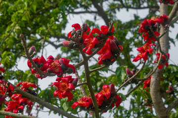 Beautiful fire-red flowers are blooming on the whole Red silk-cotton tree. Red flowers tree view in on midday against the sun.