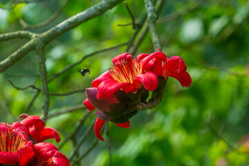 Beautiful fire-red gorgeous flowers blooming on the branches of Shimul or Red silk-cotton tree. Red flowers view in on against green tree leaves.