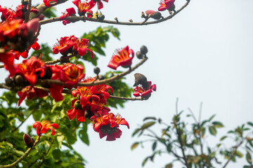 Beautiful fire-red gorgeous flowers blooming on the branches of Shimul or Red silk-cotton tree. Red flowers view in on against green tree leaves.