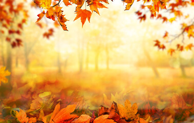 orange fall  leaves in park, sunny autumn natural background - obrazy, fototapety, plakaty