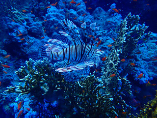 Lion Fish