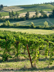 Fototapeta na wymiar landscape view of vineyards in summer season