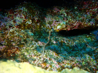 Pipe Fish in the Red Sea