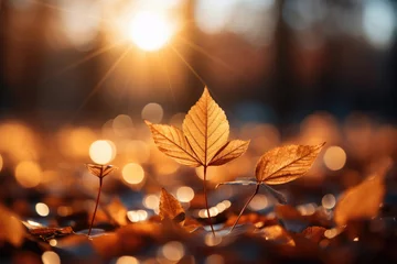 Fotobehang Golden autumn leaves © Veniamin Kraskov
