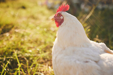 Nature, farming and chicken in grass with freedom in green countryside, free range agriculture and mockup. Poultry farm, sustainability and bird in field and animal with natural growth, space and sun