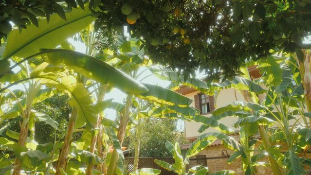 Sunny tropical garden park with banana palm trees hanging lime fruits countryside villa backyard