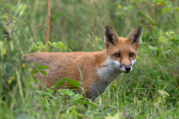 Young Red Fox (Vulpes vulpes) peeking out of thick foliage