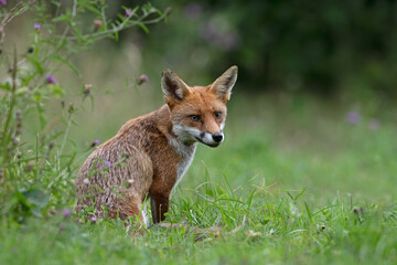 Red Fox (Vulpes vulpes) in a summer meadow at the edge of woodland - 634023737