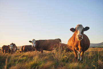 Agriculture, grass and portrait of cow on farm for for sustainability, environment and meat industry. Nature, cattle and milk production with animals in countryside field for livestock and ecosystem
