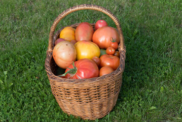 yellow red tomatoes in a wicker basket on green grass on a sunny day in summer