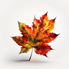 maple leaf on a white background