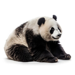 Obraz premium Panda sitting isolated on white