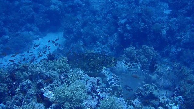 Sea Turtle in a Coral Reef