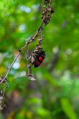 Macroshot of a Beetle in woods. 