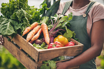 Person, vegetables box and agriculture, sustainability or farming for supply chain or agro...