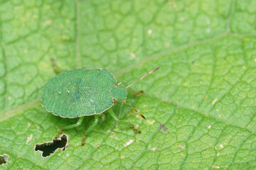 Closeup on an instar nymph of the Green bug , Palomena prasina on a leaf