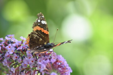 Red admiral butterfly (Vanessa atalanta "mariposa almirante rojo") on a buquet purple lilac flowers (Syringa vulgaris). Lilac flowers a feast for butterflies
