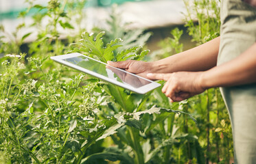 Hands on tablet, research and woman in garden checking internet website for information on plants. Nature, technology and farmer with digital app for sustainability, agriculture and analysis on farm.