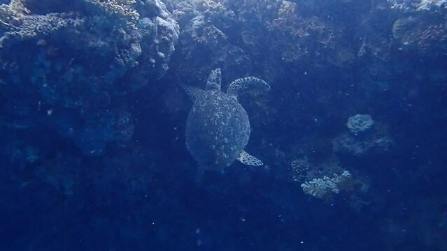 Sea Turtle in a Coral Reef