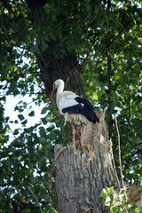 Storch auf einem Baum