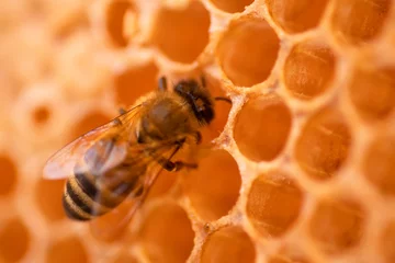 Fotobehang  working bee working on beautiful  natural honeycombs in hive. macro © anakondasp