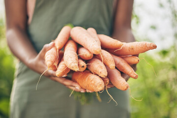 Farmer, person hands and carrot for agriculture, farming and sustainability with grocery supply...
