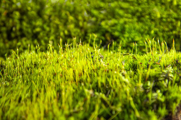 Texture of natural green moss close-up.