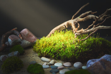 Green moss lit by the sunbeam on a black background.