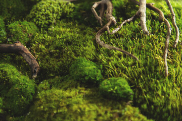 Natural green moss and crooked snags close-up.