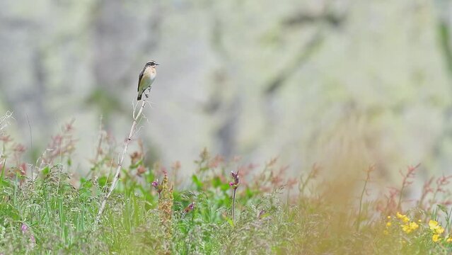 A windy day for the whinchat male (Saxicola rubetra)