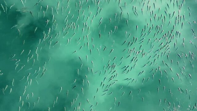 School Of Tiny Fish Swimming In Turquoise Ocean Water In Camari&ntilde;as, Spain. aerial topdown