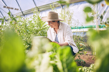 Woman, mature and farming in greenhouse with plants, inspection and harvest with vegetable agriculture. Farmer, check crops and sustainability with agro business and ecology, growth and gardening