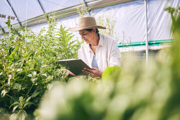 Senior woman, agriculture and greenhouse with clipboard, inspection of harvest and vegetable...
