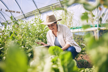 Naklejka na ściany i meble Senior woman, agriculture and greenhouse with plants, tablet for inspection, harvest and vegetable farming. Farmer, check crops and sustainability, agro business and ecology, growth and gardening