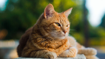 Portrait de Creespy le chat roux, posant sur une clôture 